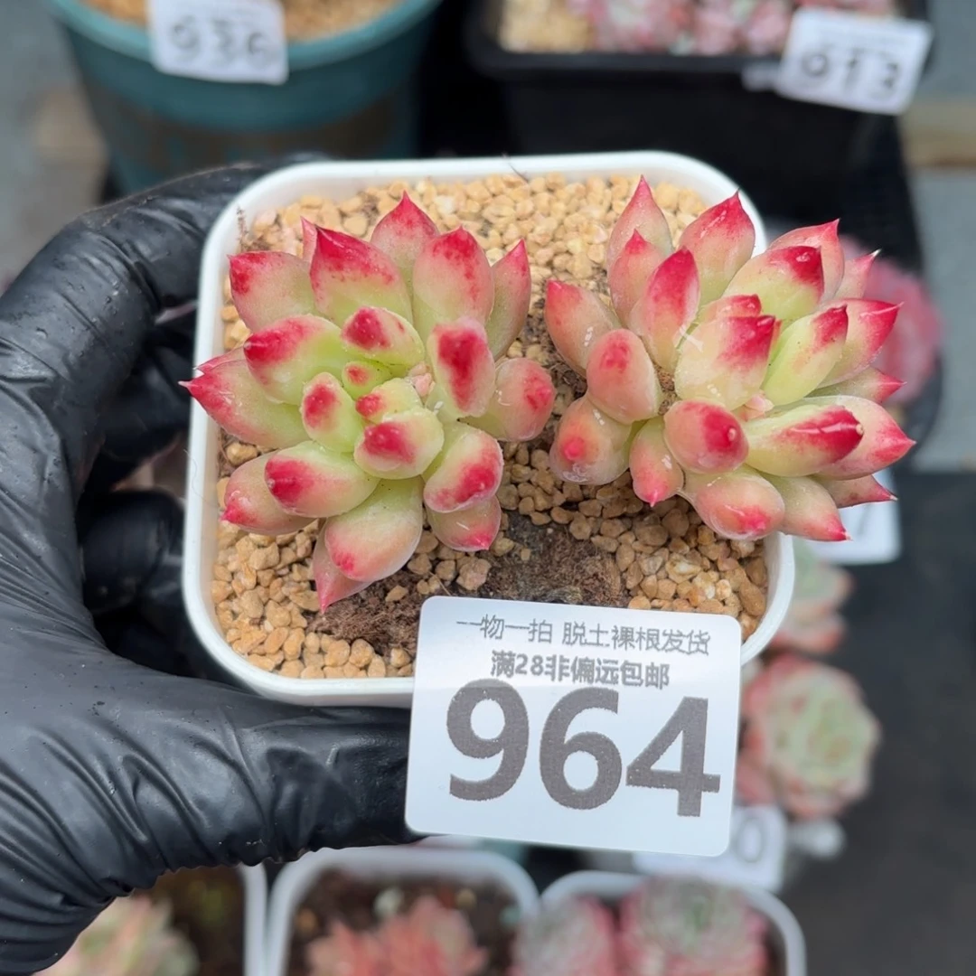 岩字虞美人无盆土发货