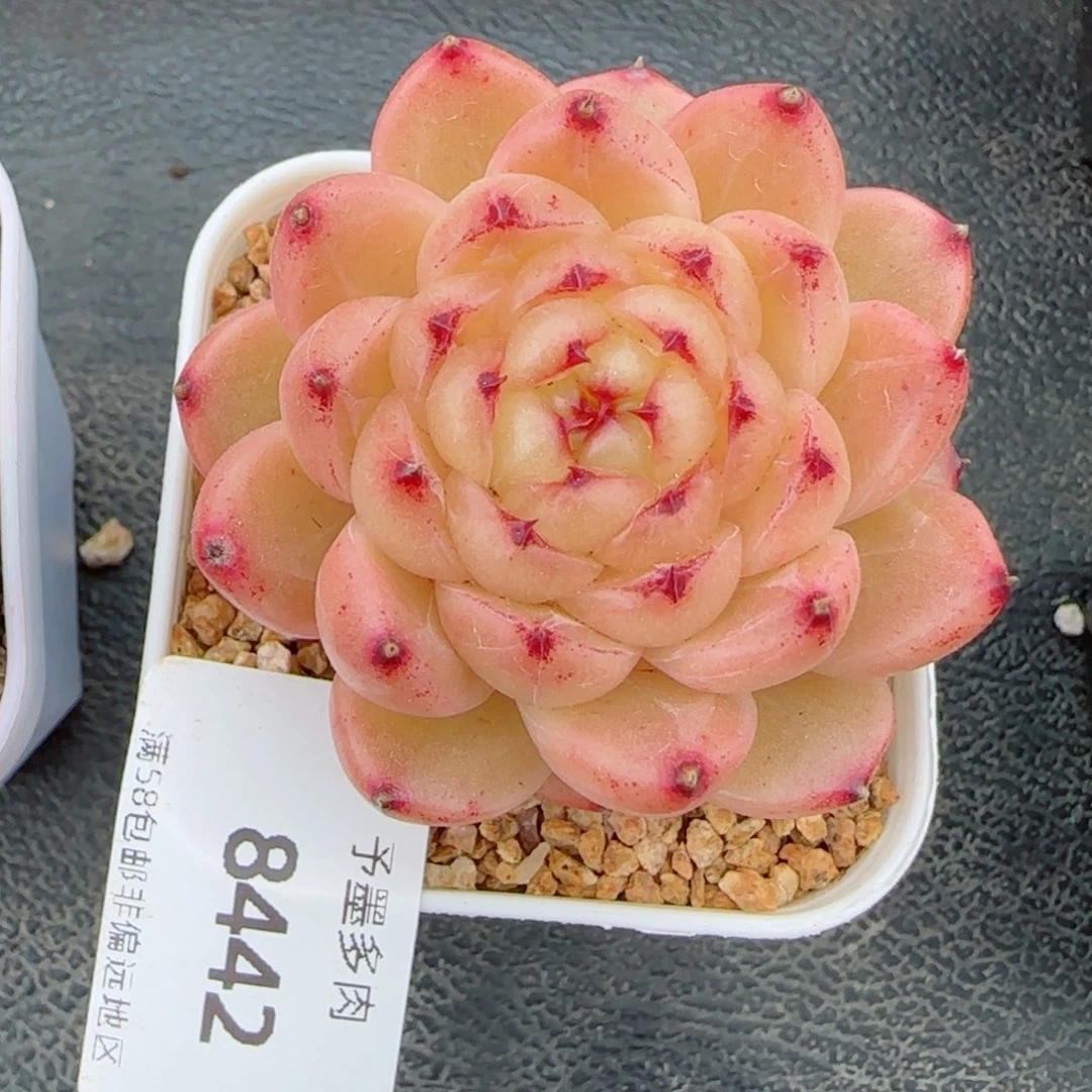 望春风，8442多肉植物