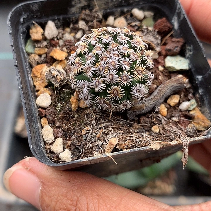 416 实生克氏丸2.4厘米盆