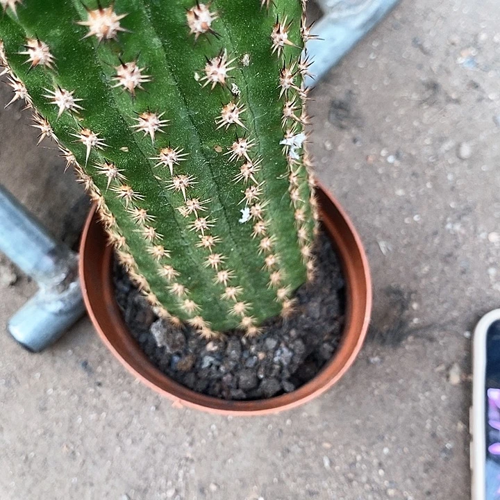 北极星毛花毛花367889