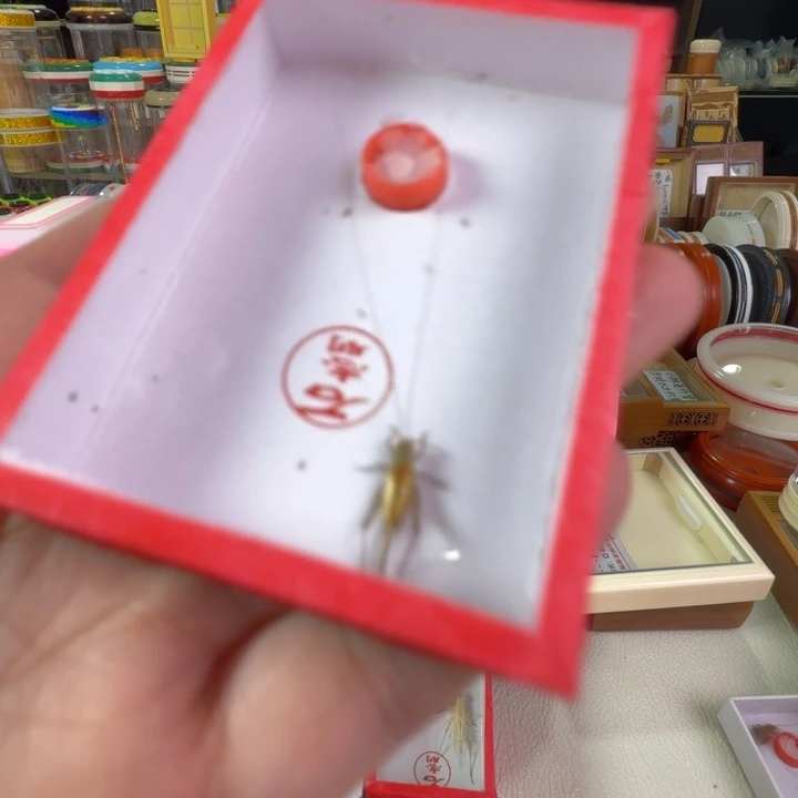蟋蟀漂亮大个金色飞机蛉