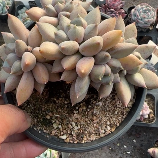 9红象牙多肉植物多