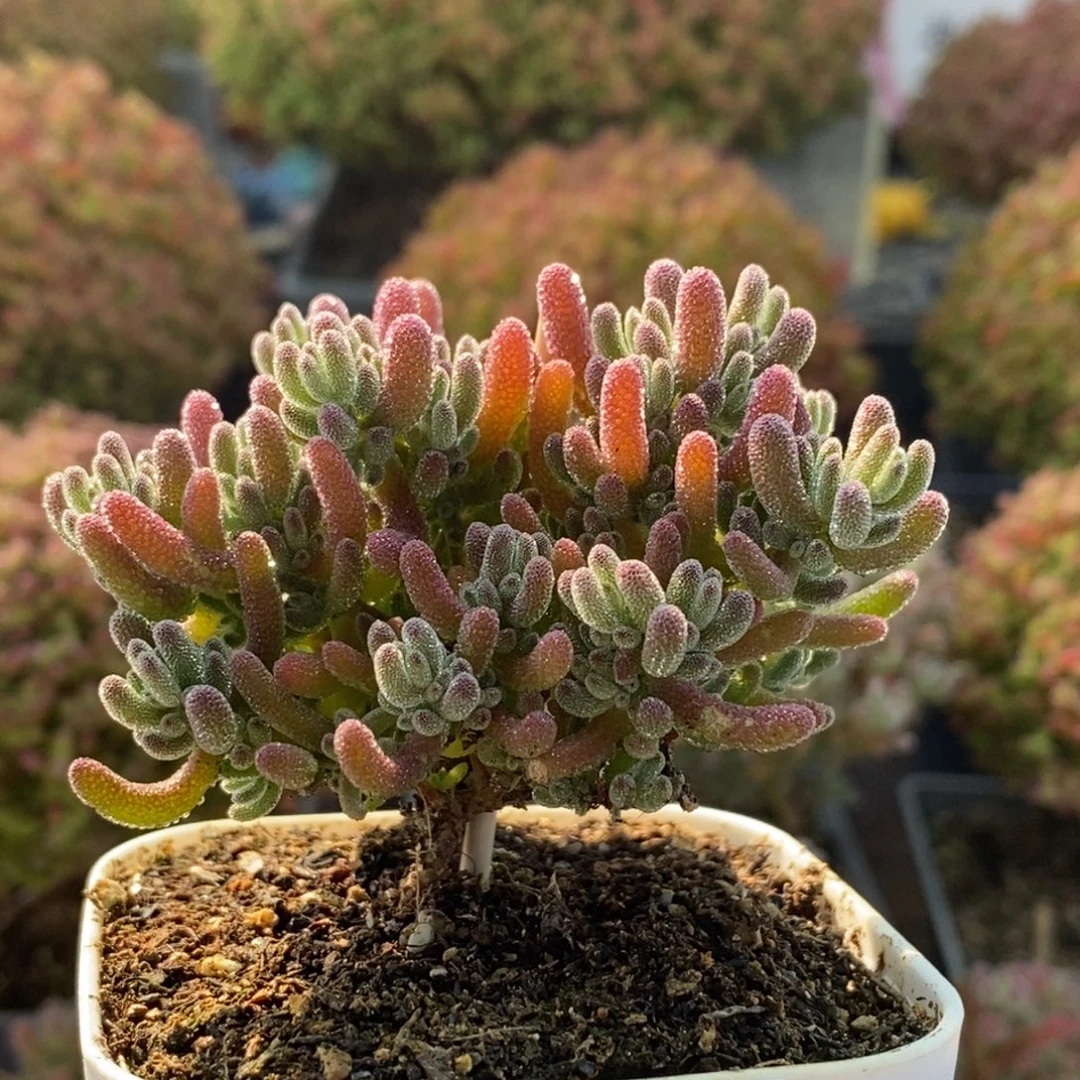 冰紫4229枝干番杏