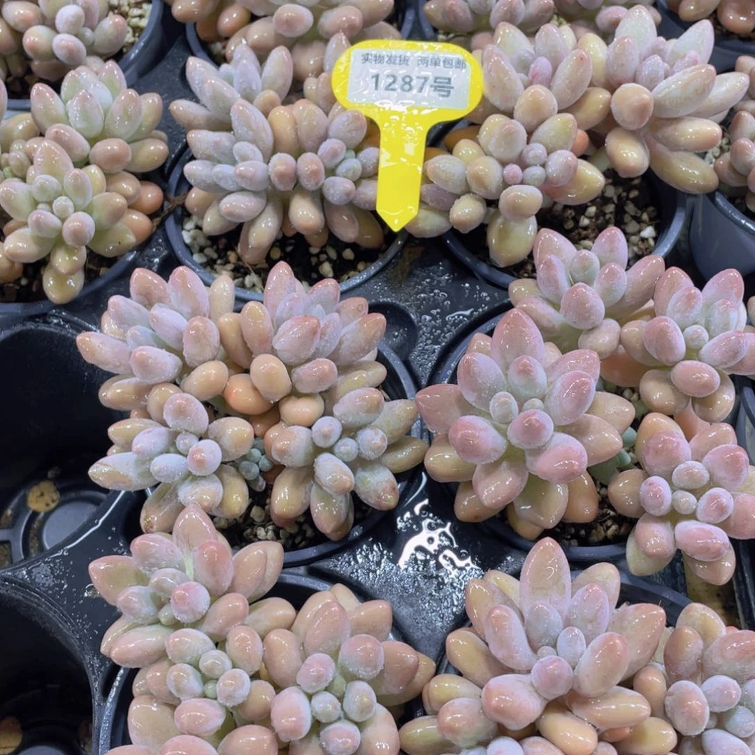 1287号 老桩多头精品汤圆群一个