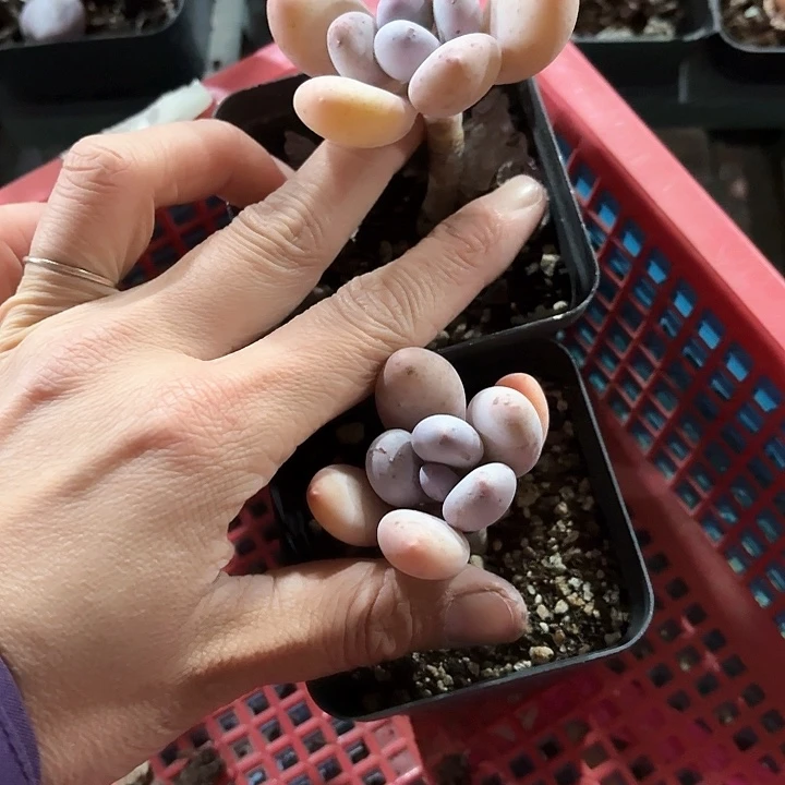 、****.北包包497