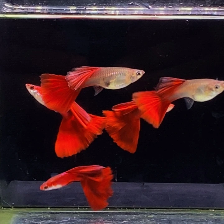 孔雀鱼野红孔雀鱼2对
