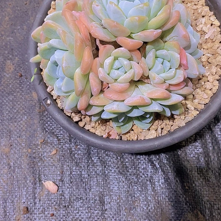 邓***࿐冰玉多肉植物老桩
