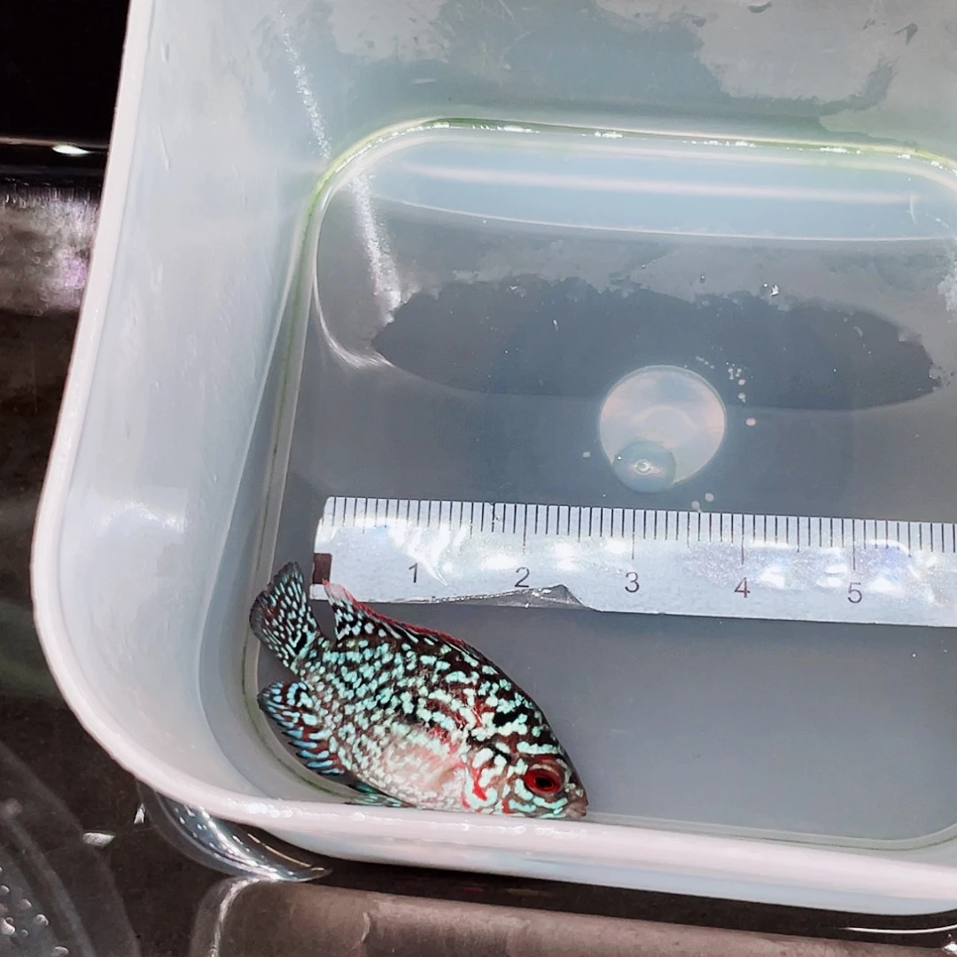 啊***吧罗汉鱼f3罗汉鱼苗一条