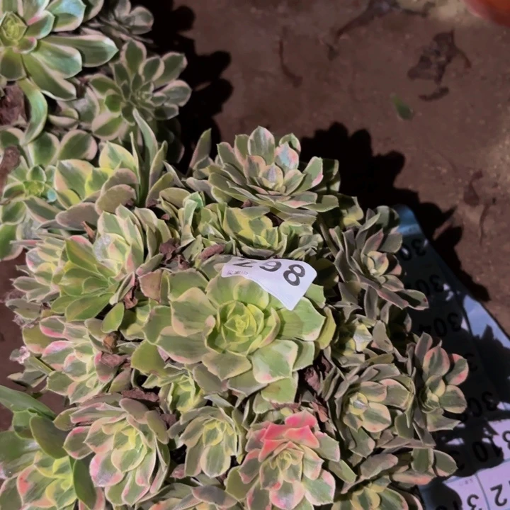 298男神多肉植物不售后