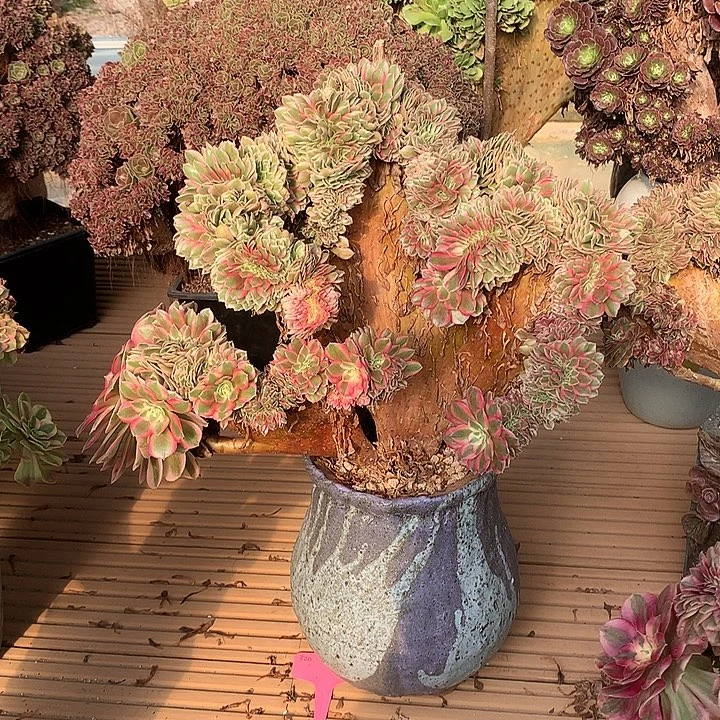 倾城脱土发货啊我啊