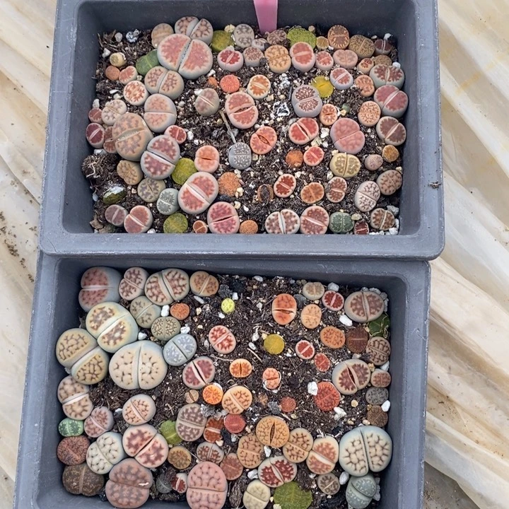 步***發生石花等植物的生长发育729