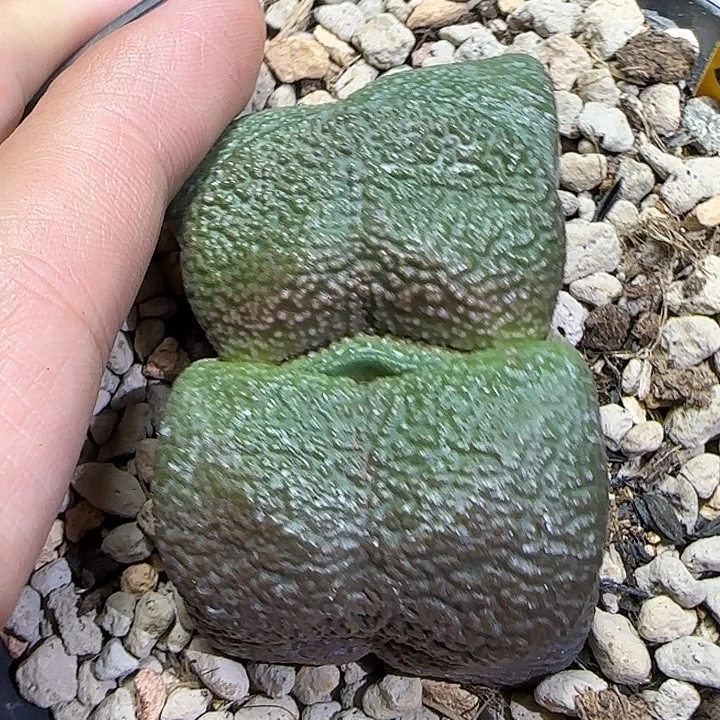 宽短厚隆骨凸釉卧牛