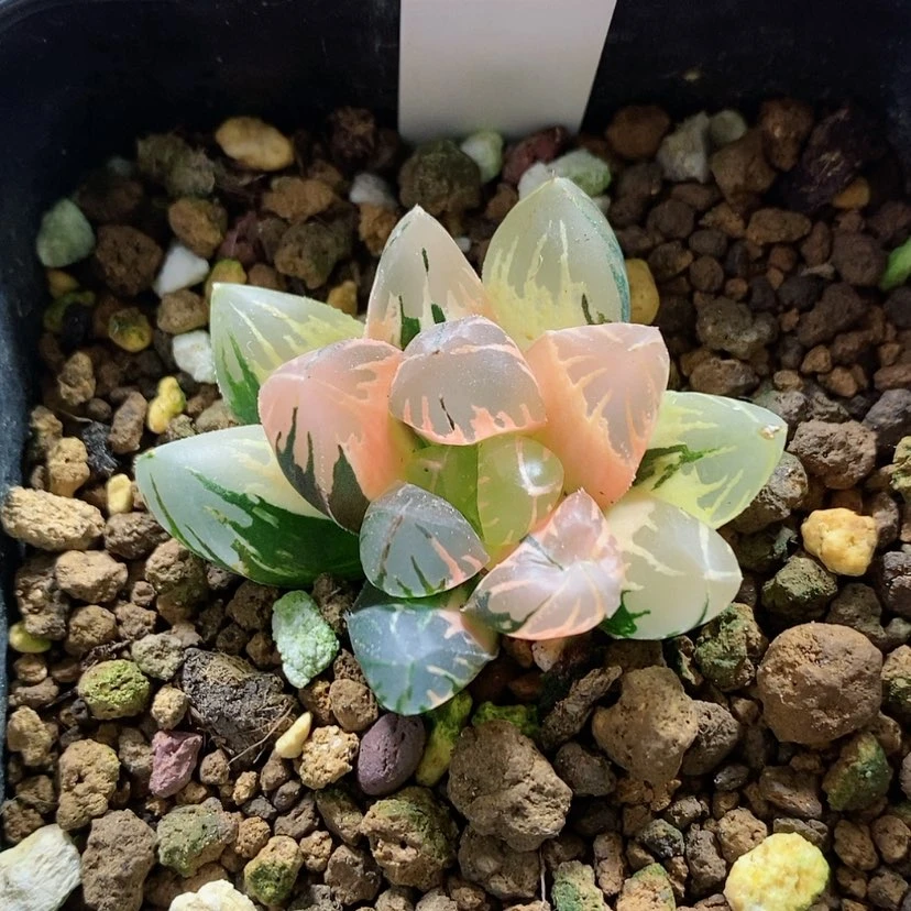 【闪购商品】12黑葡萄玉露锦