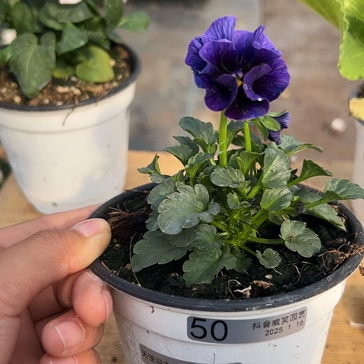 红陶抖音直播闪拍50