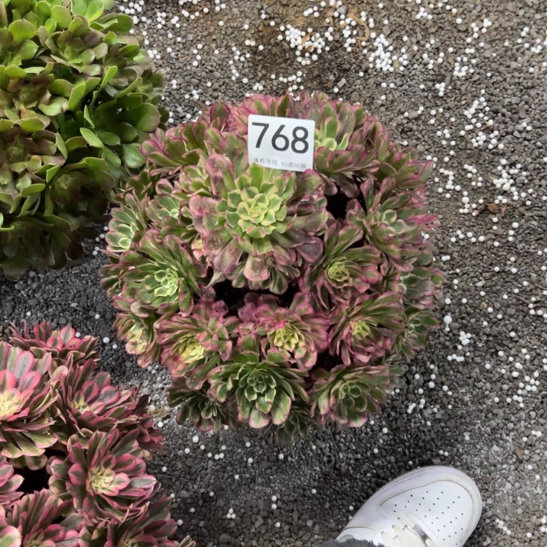 冬***雨我是真的很喜欢这个