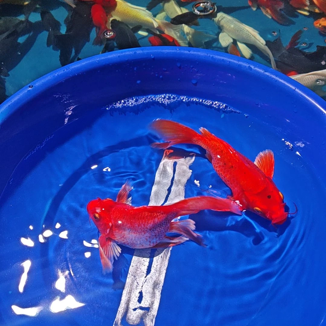 中国大陆冷水观赏鱼蝴蝶鲤