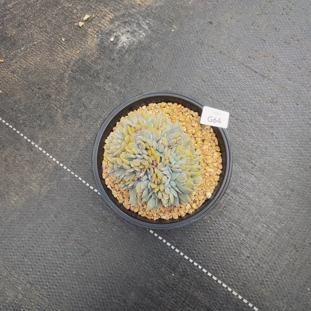 堼***孞g64白茶缀化呀呀呀