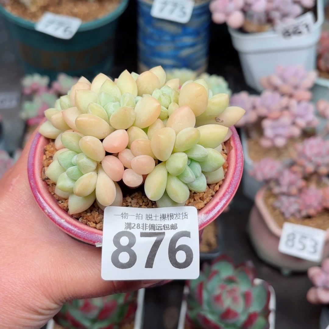 泡泡糖整群无盆土发货