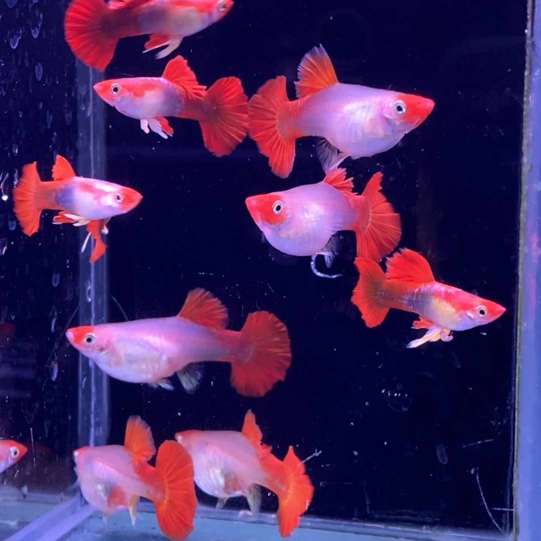 孔雀鱼红头扇子3对包邮