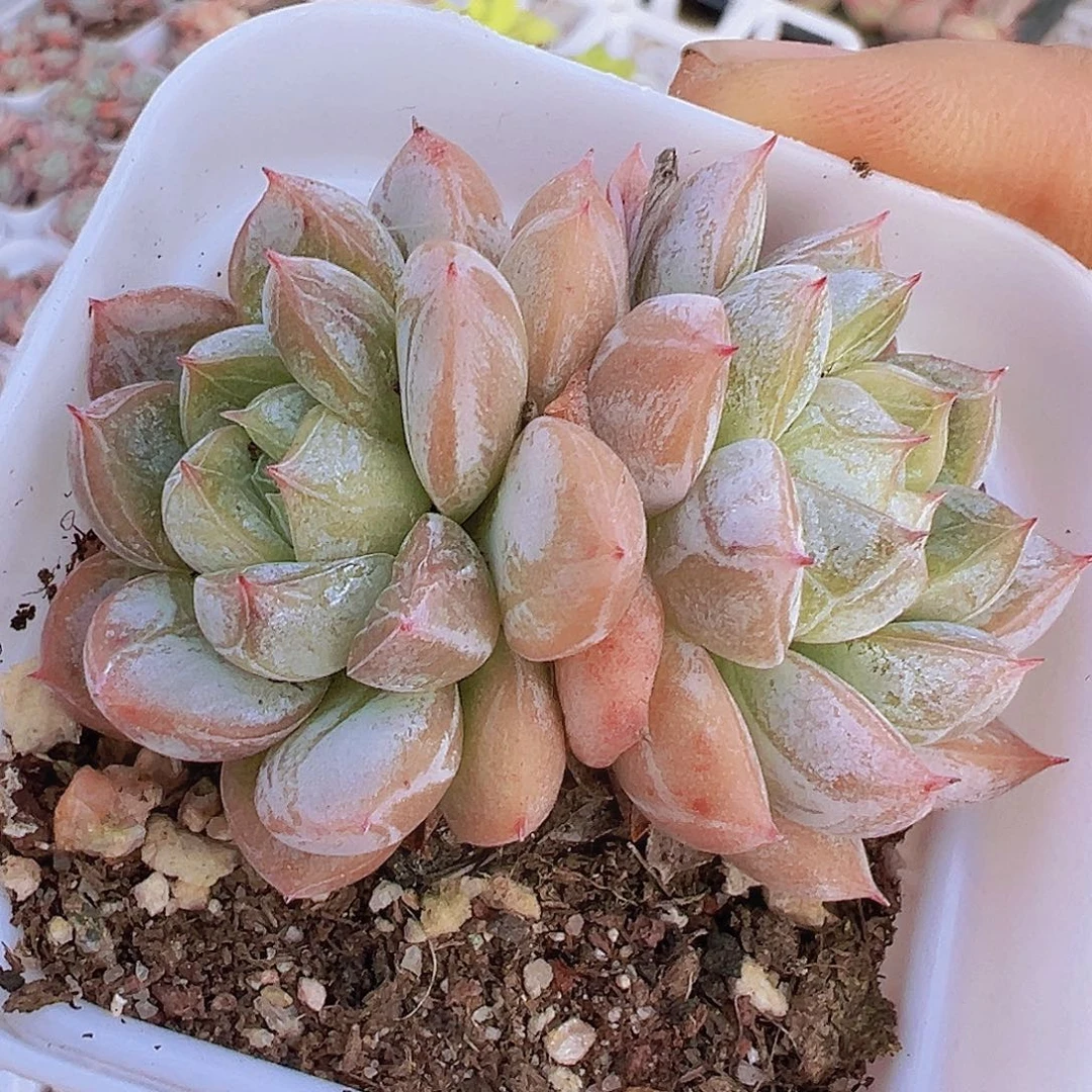 双头百搭翡翠19包邮