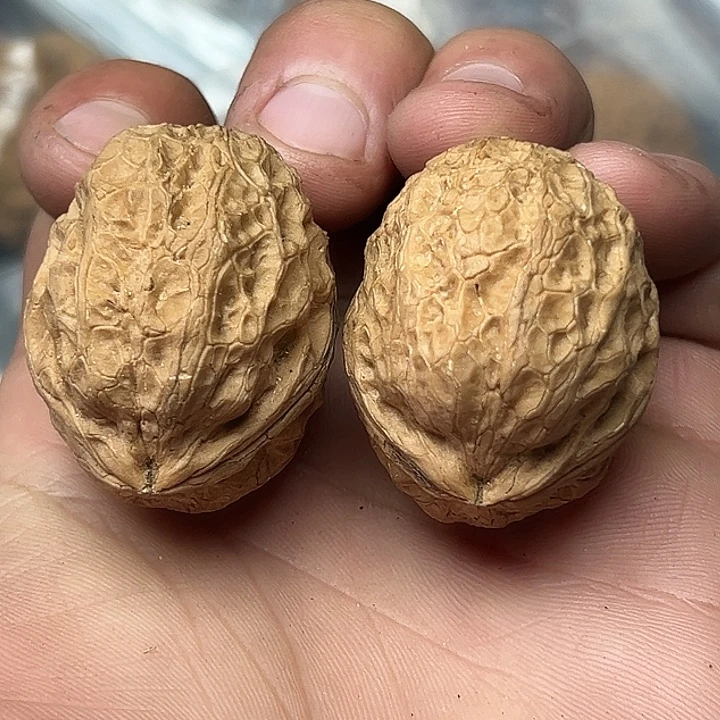 核桃73号粗筋龟甲37尺