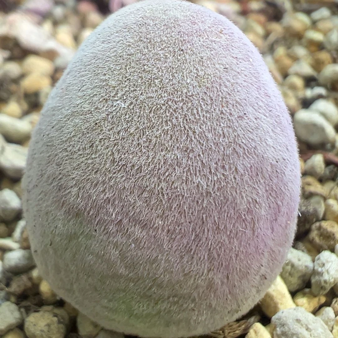 1.75公分宝辉 肉锥植物