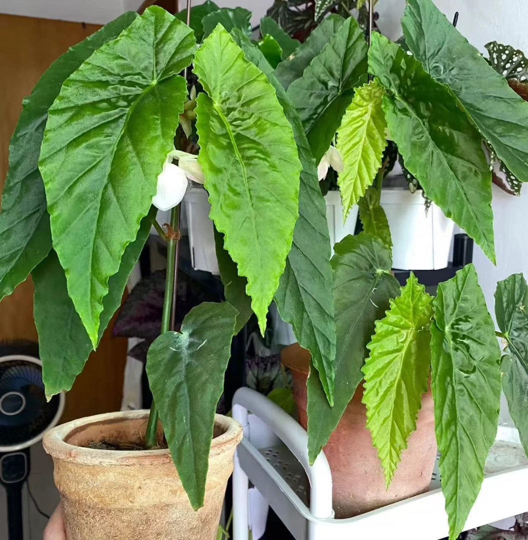 【棱镜 秋海棠】室内好养的秋海棠盆栽观叶植物