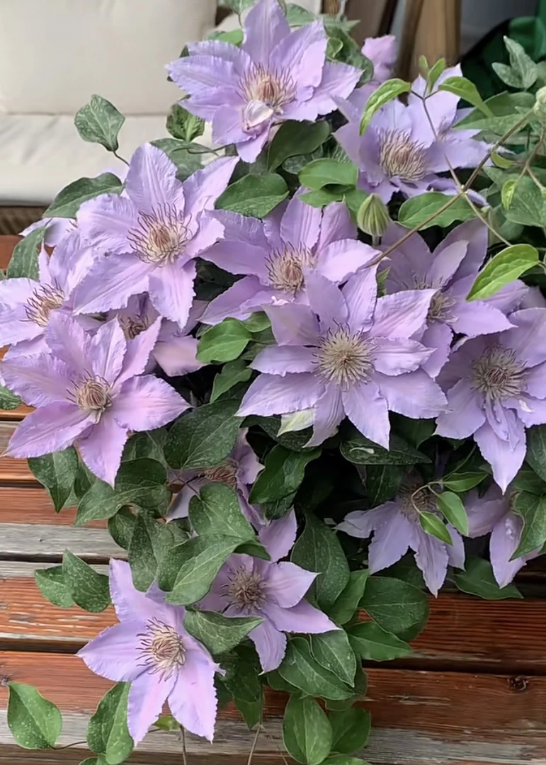 故里铁线莲矮生大道系