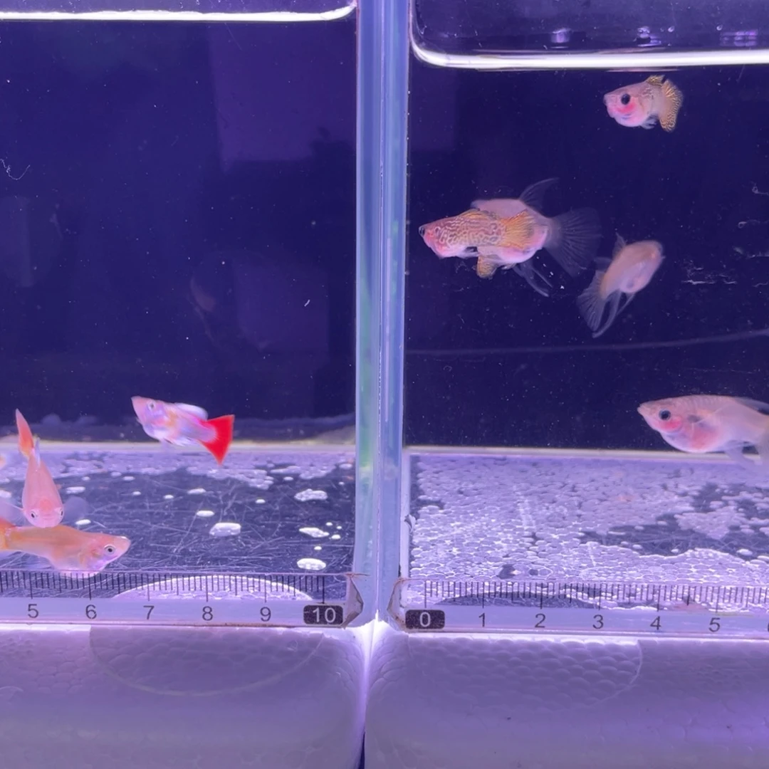 ****妹孔雀鱼圣诞2对黄蕾丝3对