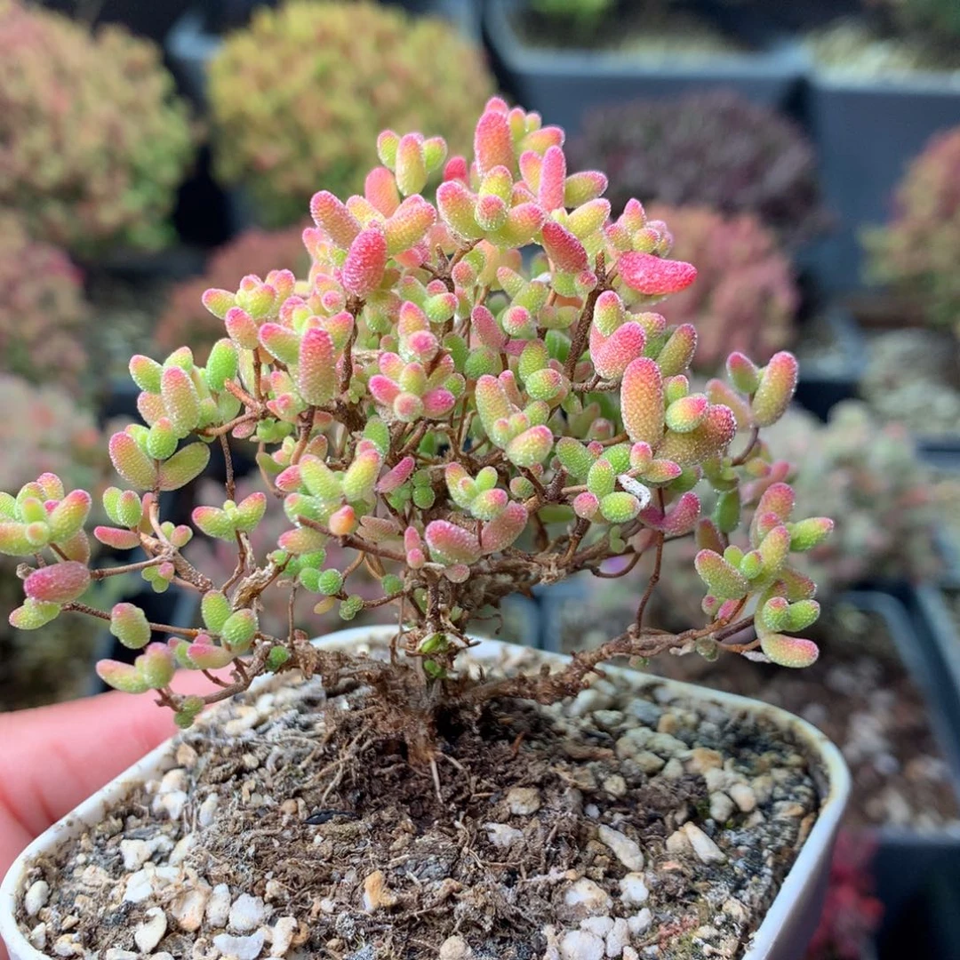 074蜜橘糖球 。