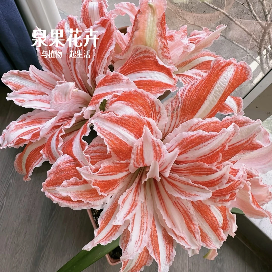 舞蹈皇后朱顶红【大球带花剑】当年开花重瓣花卉适合新手盆栽好养