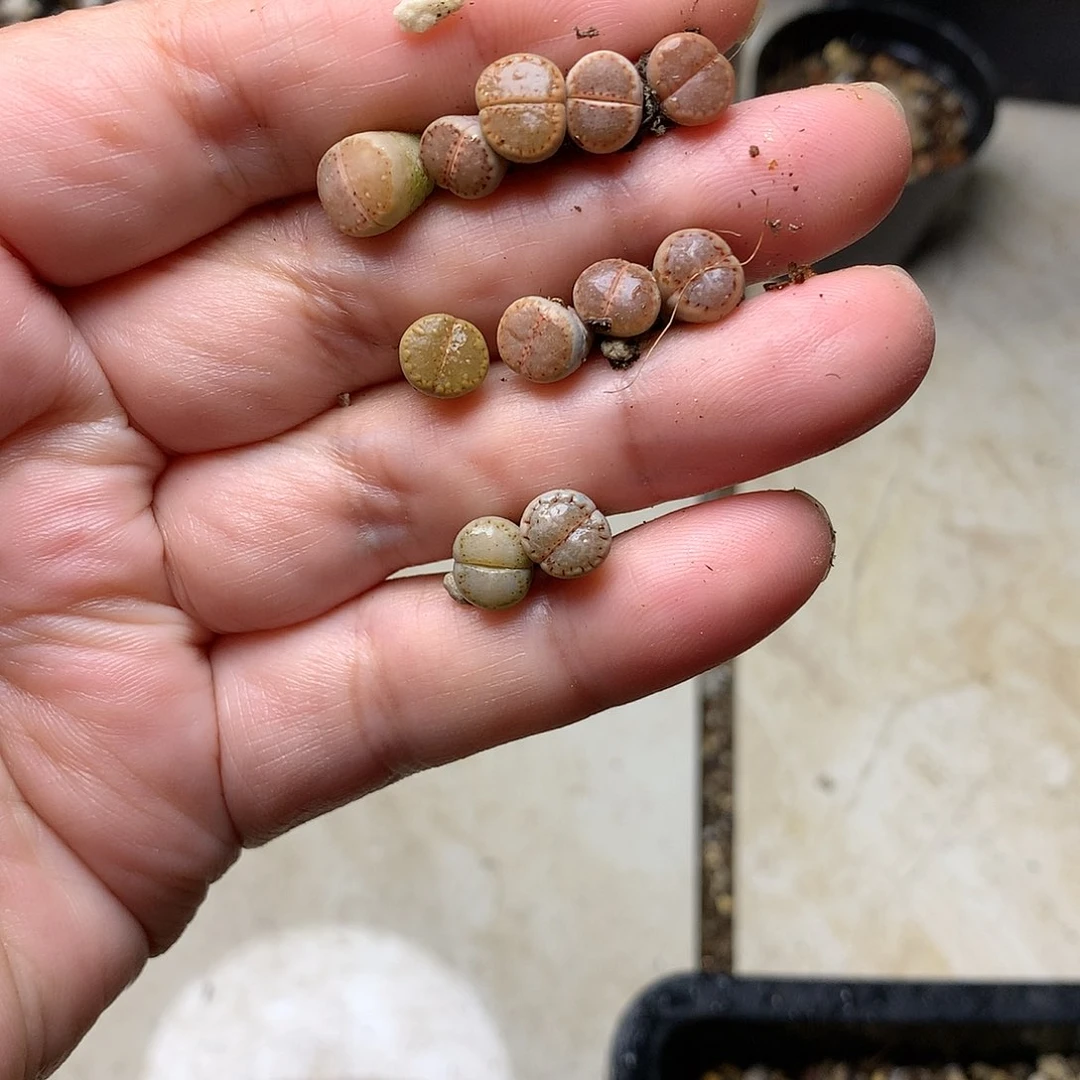 雾**花W412多肉植物保护