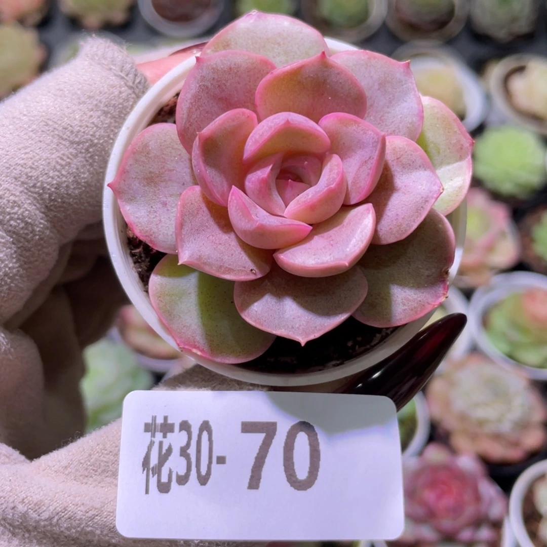 花利美30-70绯霞玉蝶