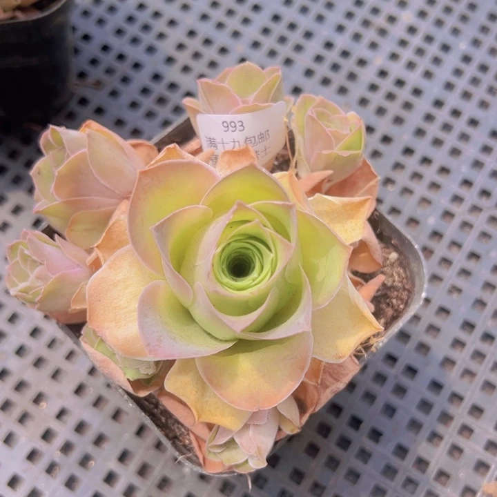 993 裸根不带土发货不包损