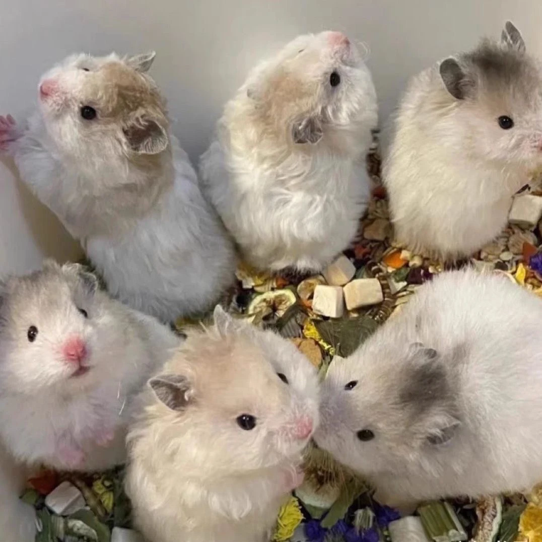 家养金丝熊长毛卷毛波利纹活物仓鼠宠物黑波利熊蜜波利熊直播视频