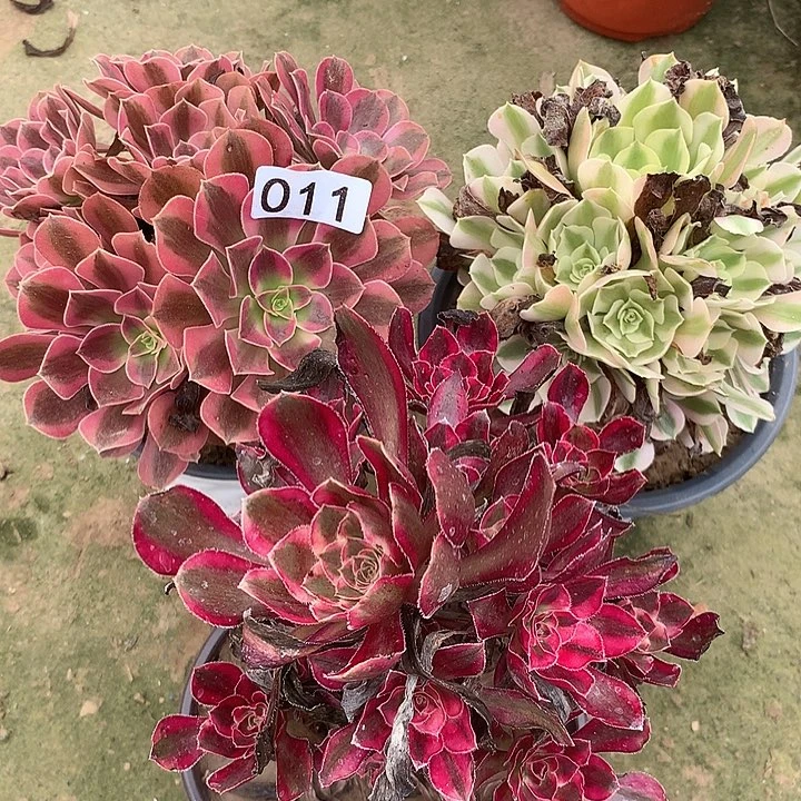 无花朵011三颗多肉植物组合