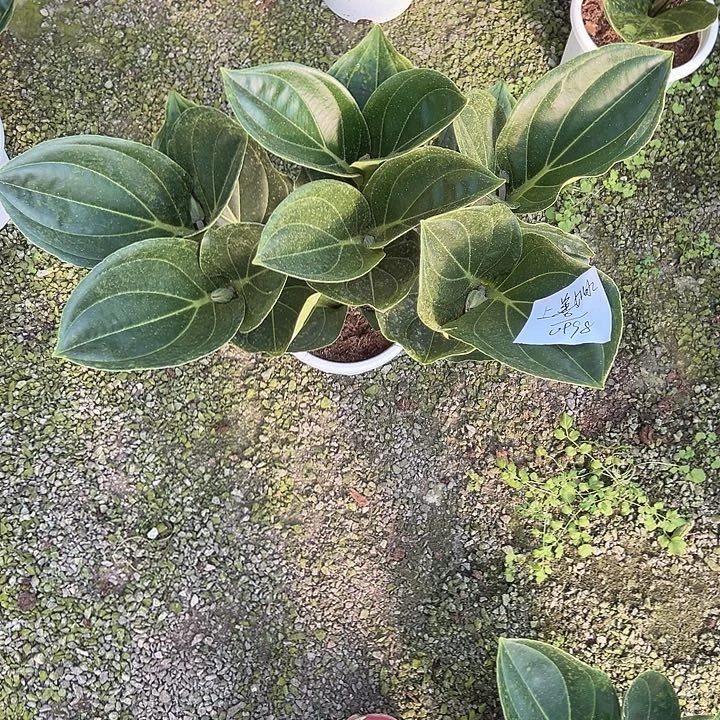 上***水少量花朵（建议范围：2朵-5朵 或40%以下）