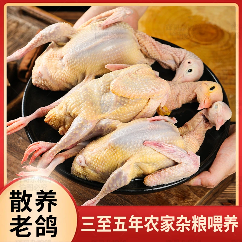 【坏单包赔】河南农家散养3-5年老鸽子3只