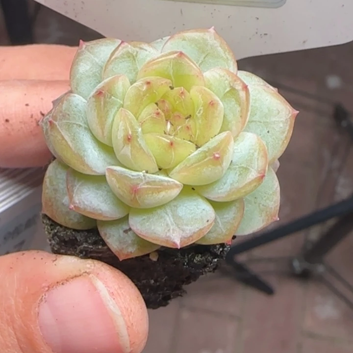 546号      甜心14