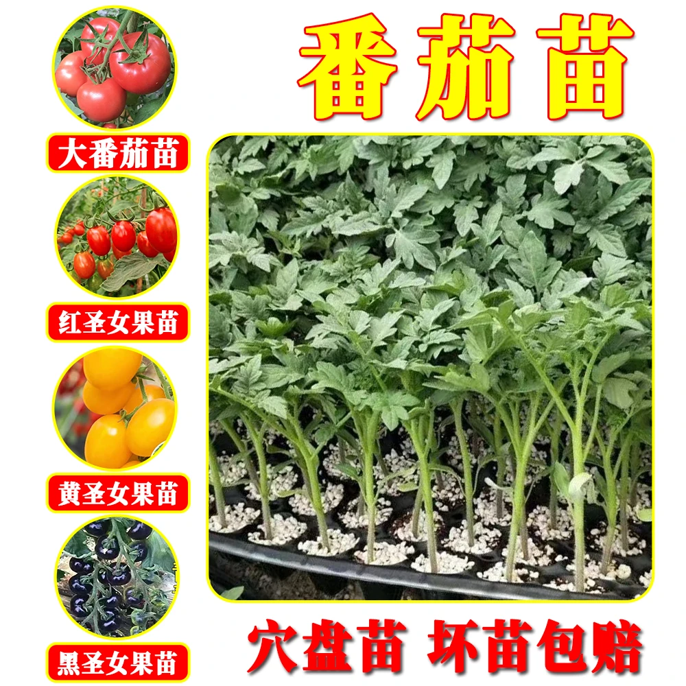 番茄西红柿苗千禧红黄圣女果黑珍珠番茄苗高产易种植阳台庭院蔬菜