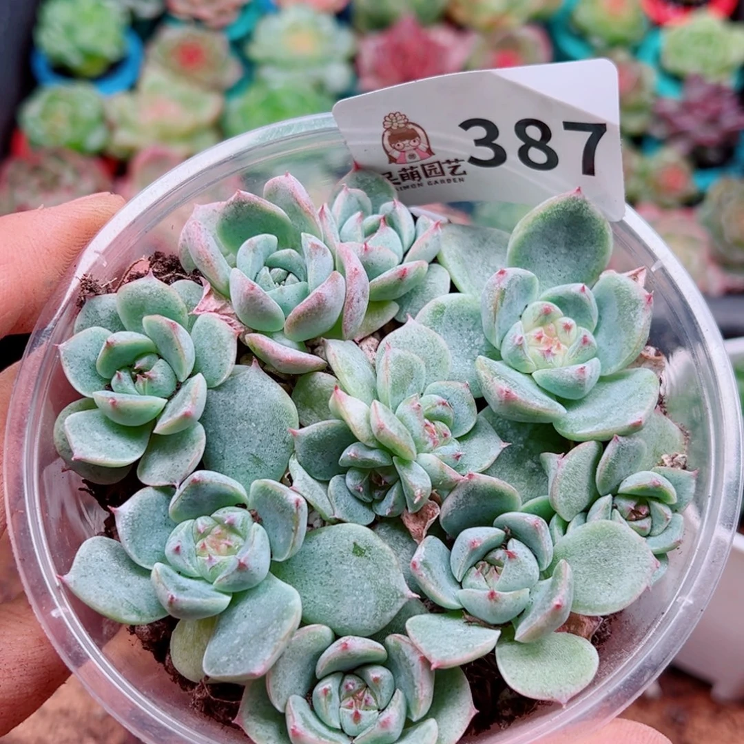 多肉植物多肉植物