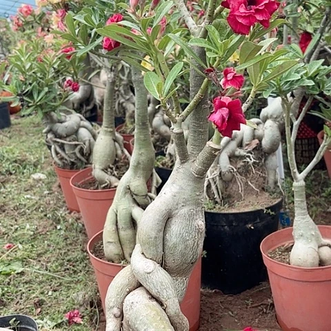 沙漠玫瑰之花盛开
