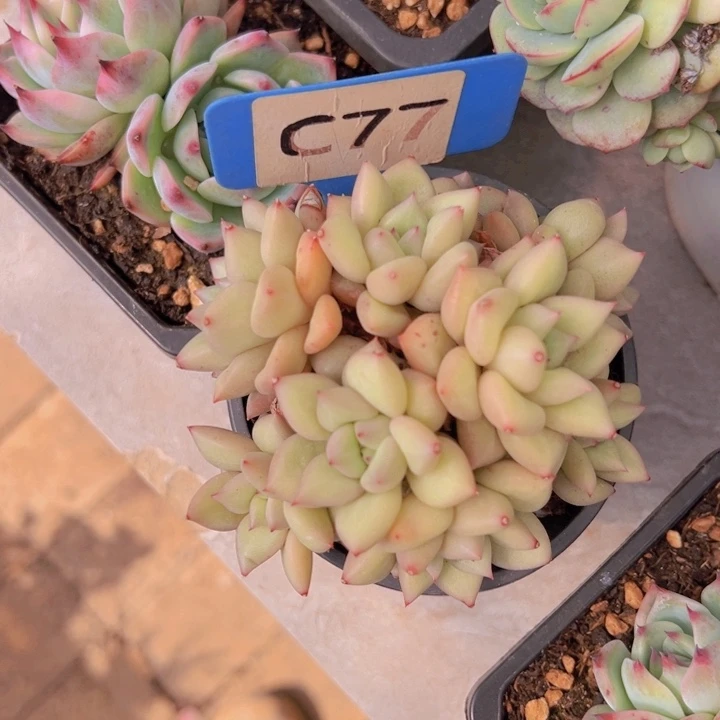 健健康康平平安安