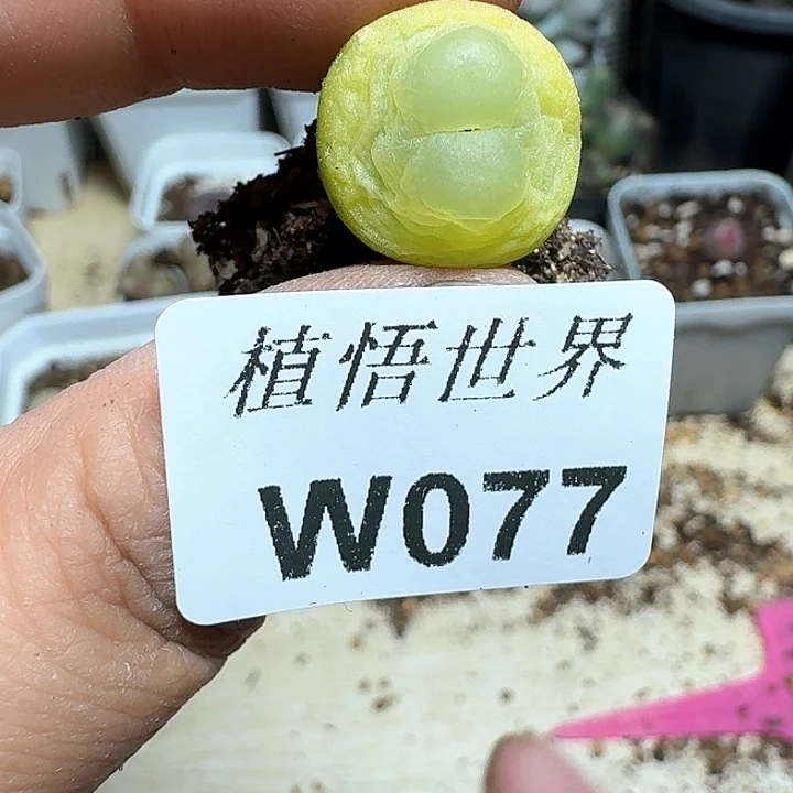 077号多肉植物哇c g