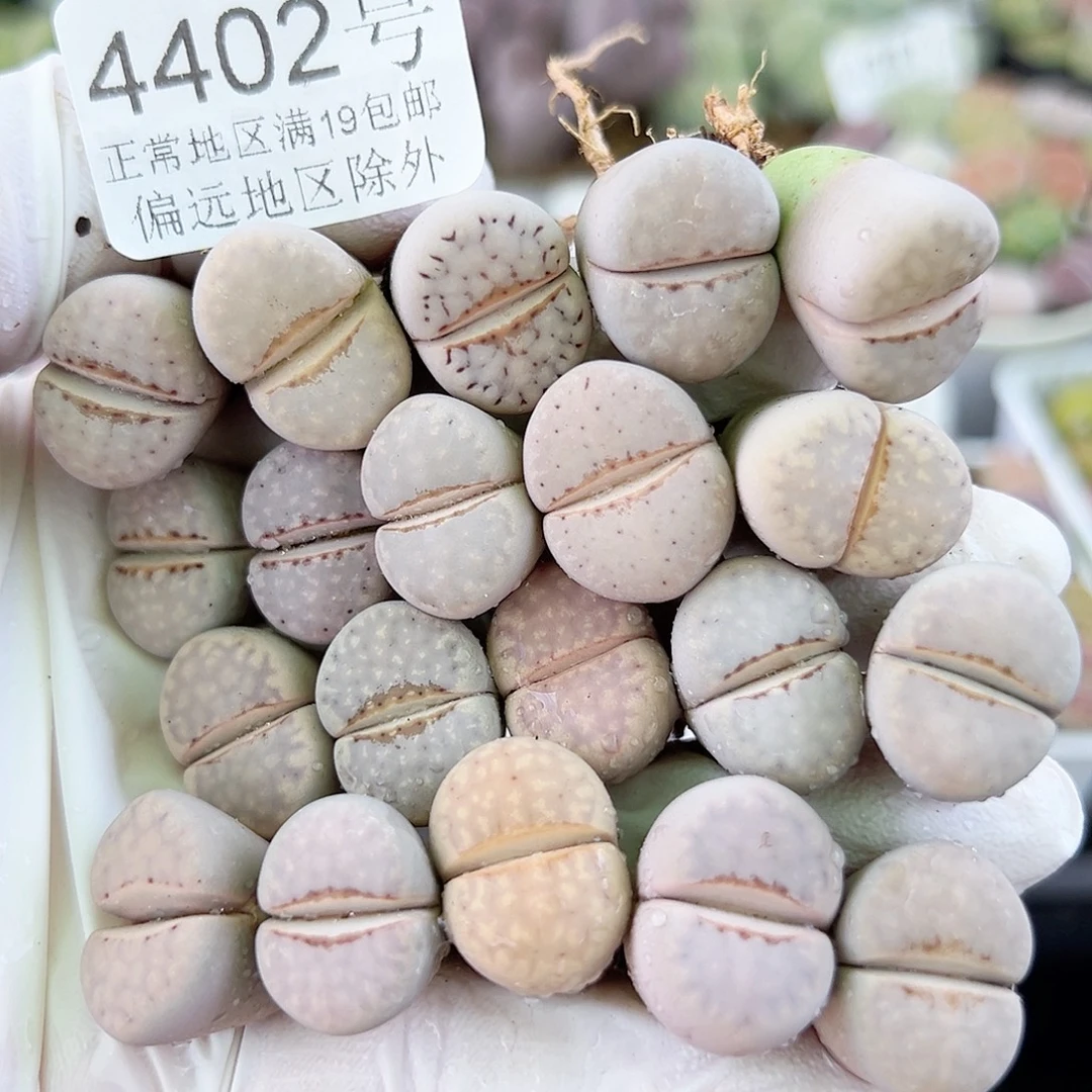 4402四年粉热唇20个1.5cm左右