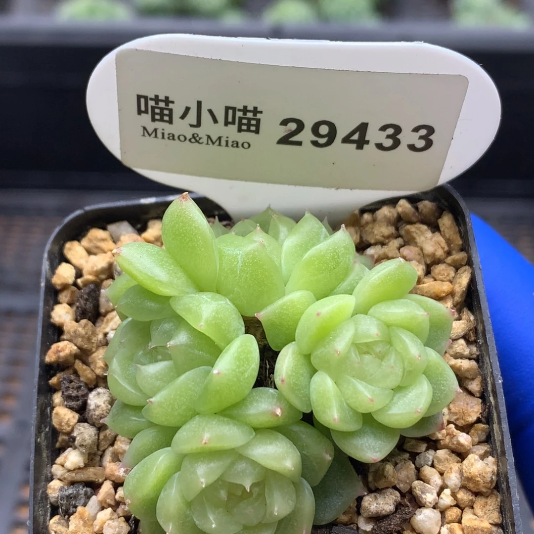 多肉植物杂交珍妮