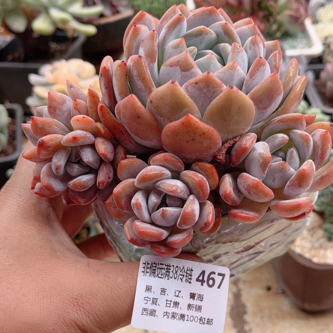 467橙子德华多肉