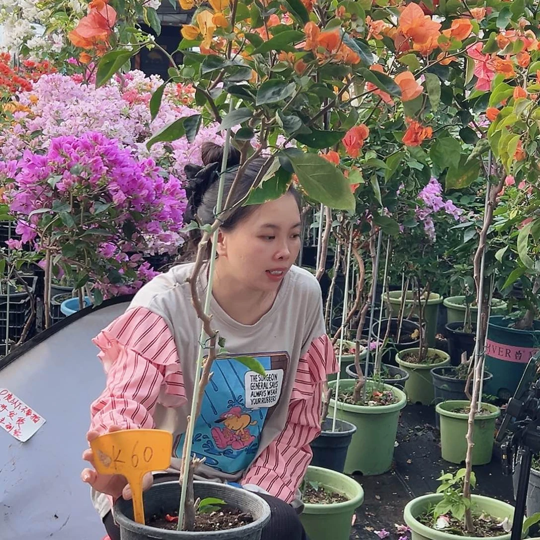 大部分花苞少量开放K60阿达娜