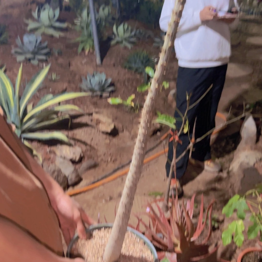 抱**芳块根植物块根植物
