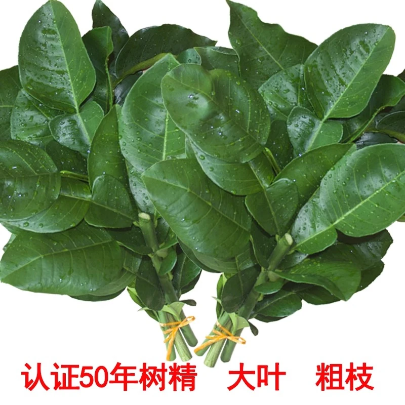 新鲜柚子叶去晦气赵露思同款柚子树叶祈福开运青团乔迁新居出狱